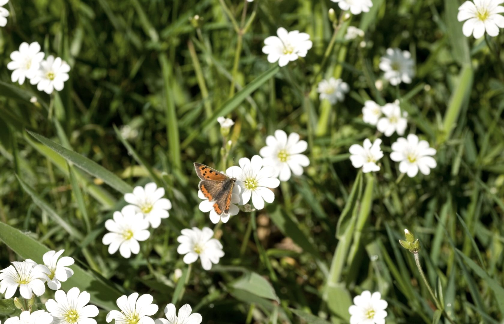 Schmetterling auf Wiese, © Rheinland-Pfalz Tourismus GmbH, D. Ketz