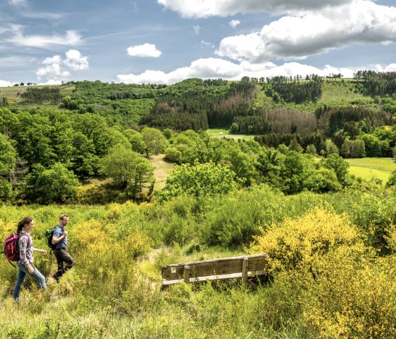 Glowing fields of gorse in the Eifel, surrounded by green trees., © Eifel Tourismus GmbH, Dominik Ketz