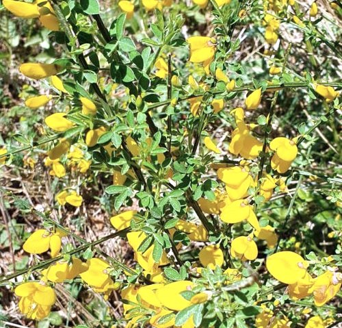 Gorse on the hiking trail 15, © Tourist-Info Islek