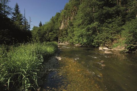 Ein ruhiger Fluss fließt durch eine grüne Landschaft. Üppige Bäume und hohes Gras umgeben das Wasser.