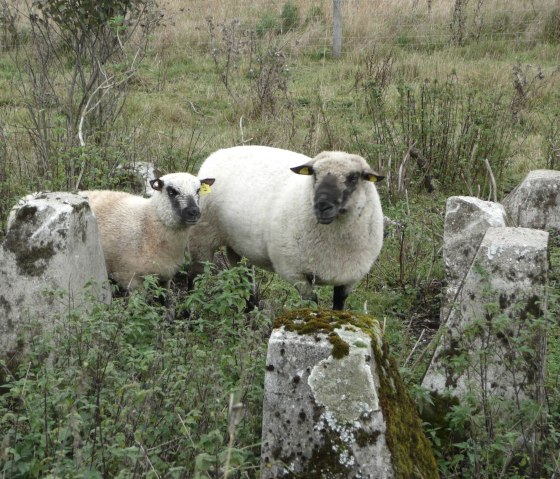 Schapen op de bultlijn, © DLR Eifel