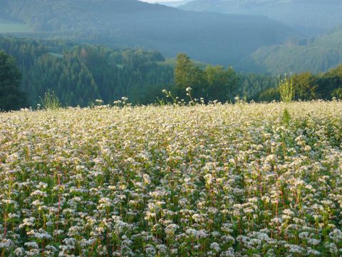 Ein weites Feld mit vielen kleinen weißen Blumen erstreckt sich bis zum Horizont. Im Hintergrund sind sanfte Hügel und Wälder zu sehen.