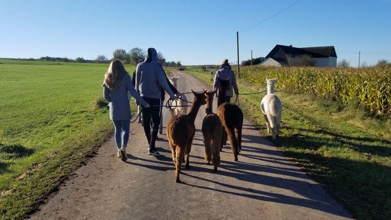 Eine Gruppe von Menschen führt Alpakas auf einem Feldweg entlang. Im Hintergrund sind Wiesen und ein Bauernhaus zu sehen.