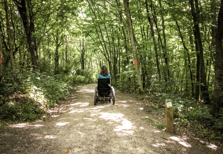 Eine Person im Rollstuhl fährt auf einem sonnigen Waldweg im Königswäldchen. Der Weg ist von grünen Bäumen gesäumt., © TI Bitburger Land