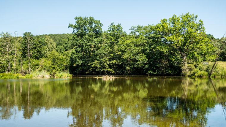 Ein ruhiger Teich umgeben von dichtem Grün. Die Bäume spiegeln sich klar im Wasser.