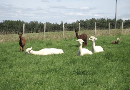 Alpakas auf der Weide, &copy; Leanette Lux