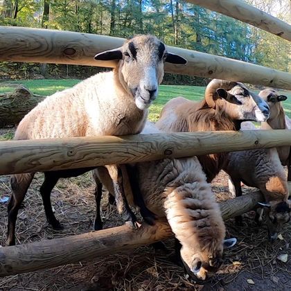 Eine Gruppe von Schafen steht hinter einem Holzzaun. Einige Schafe schauen neugierig in die Kamera.