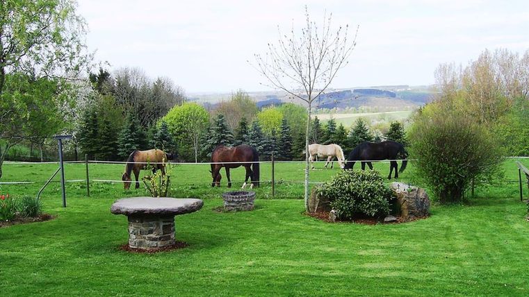 Une prairie tranquille avec plusieurs chevaux qui paissent. Au premier plan, des pierres et des plantes sont visibles, entourées par un beau paysage verdoyant.
