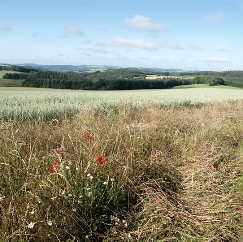 Uitzicht over Bommert, © V. Teuschler