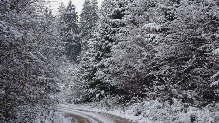 Een besneeuwd bospad met hoge, met sneeuw bedekte bomen. De scène straalt een rustige, winterse sfeer uit.