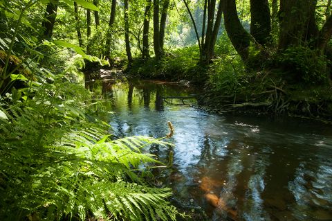 Ein ruhiger Fluss fließt durch einen dichten, grünen Wald mit Farnen und Bäumen.