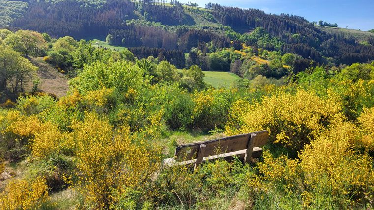 Een schilderachtig landschap met weelderig groen en bloeiende gele struiken. Op de voorgrond staat een houten bank die uitnodigt om te blijven hangen.