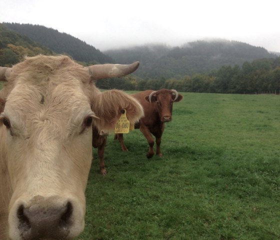 Cows on hiking trail no. 21, © Harald Geimer