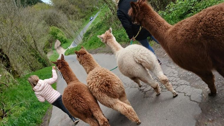 Eine Gruppe von Alpakas geht auf einem Weg. Zwei Personen führen die Alpakas in einer grünen Landschaft.