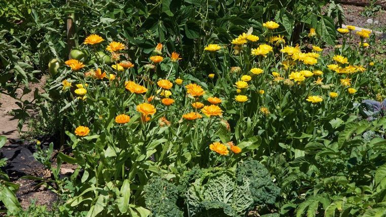 Un jardin coloré avec des fleurs orange et jaunes éclatantes. À l'arrière-plan, on peut également voir des plantes vertes et des légumes.