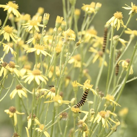 Kr&auml;uterwanderung Irsental, &copy; Thomas Brunker