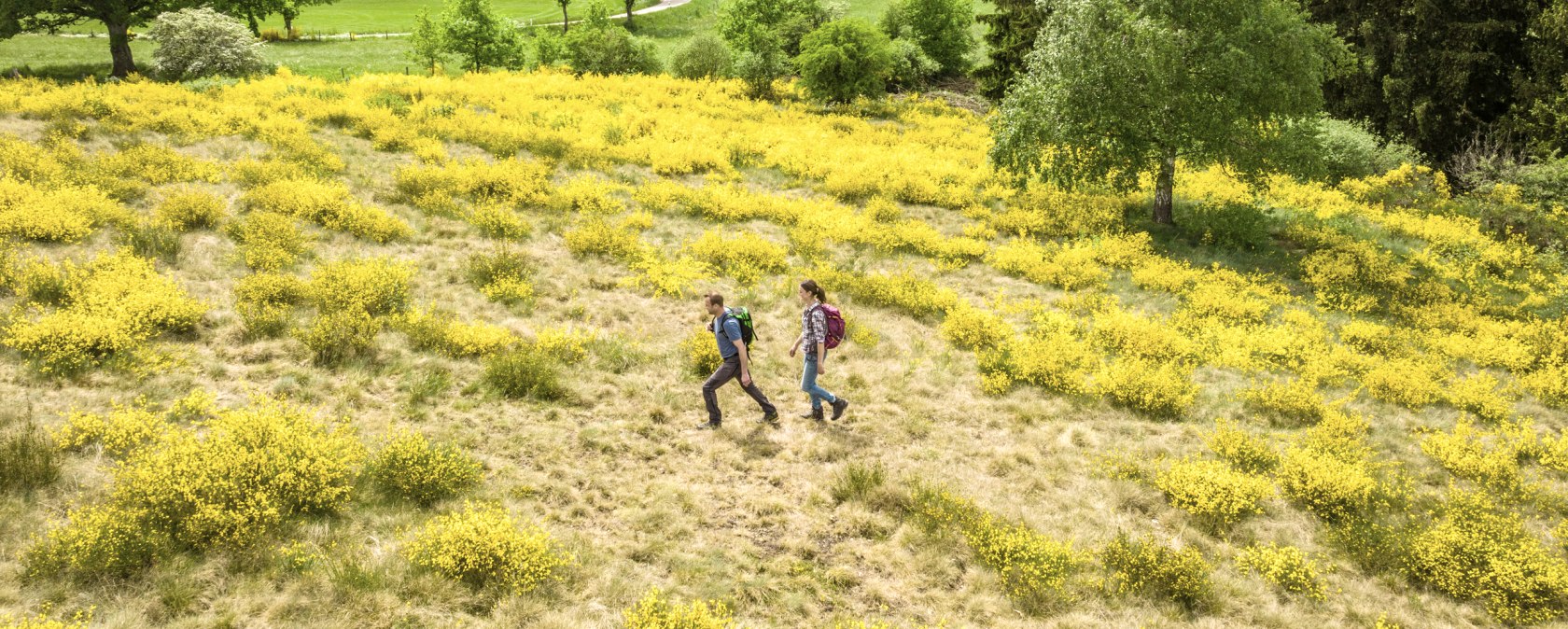 Two hikers walk through a landscape of blooming yellow broom, surrounded by green meadows and trees., © Eifel Tourismus GmbH, Dominik Ketz