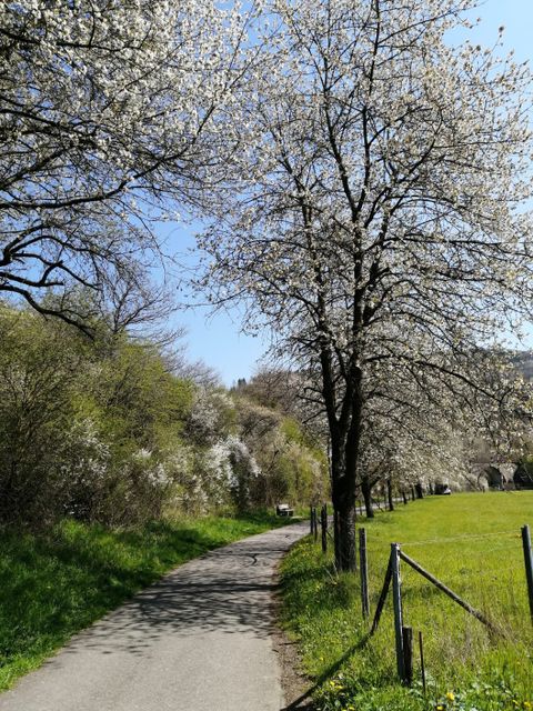 Ein blühender Baum entlang eines Radwegs bei sonnigem Wetter.