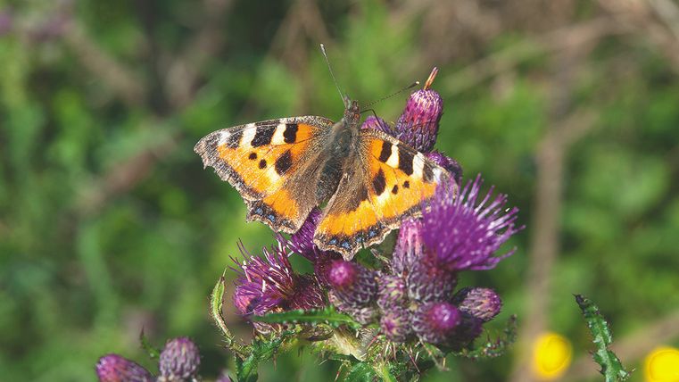 Ein Schmetterling mit orangefarbenen und schwarzen Flügeln sitzt auf lila Blüten. Der Hintergrund ist grün und üppig.