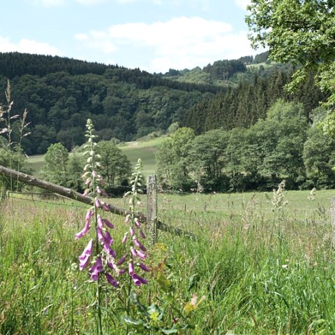 Het Irsental