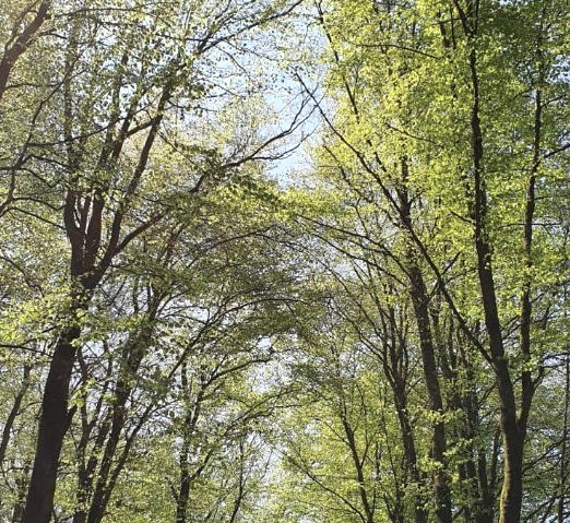 Hiking trail 15 near Arzfeld, © Tourist-Info Islek