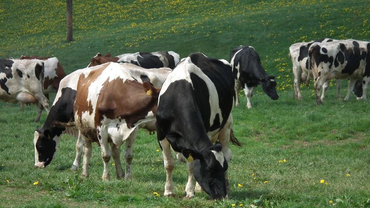 Eine Gruppe von Kühen grast auf einer grünen Wiese. Im Hintergrund sind gelbe Blumen zu sehen.