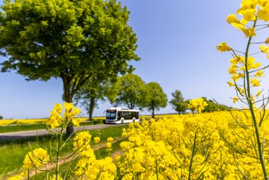 Ein strahlend blauer Himmel über einem Rapsfeld mit gelben Blüten. Ein Bus fährt entlang der Straße, umgeben von grünen Bäumen.