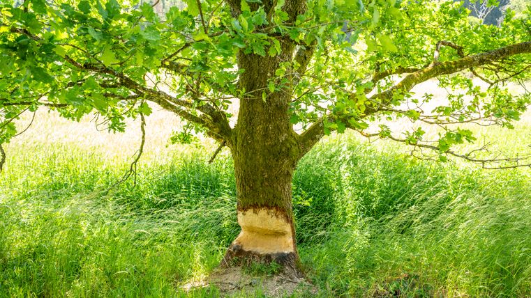 Ein Baum mit Bissspuren von einem Biber am Stamm, umgeben von grünem Gras und Blättern.