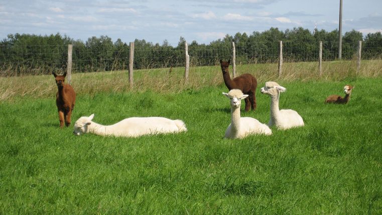 Eine Gruppe von Alpakas steht und liegt auf einer grünen Wiese. Im Hintergrund sind ein Zaun und einige Bäume zu sehen.