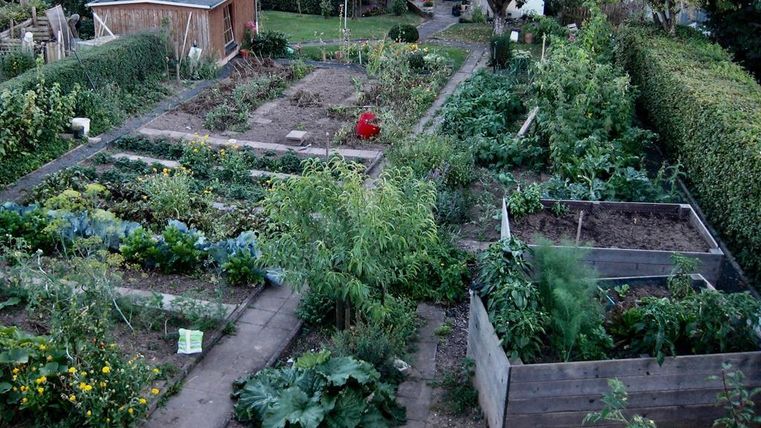 Un potager avec différentes plantes, des plates-bandes et un petit abri en bois. Le jardin est soigneusement aménagé et présente une variété de plantes vertes.