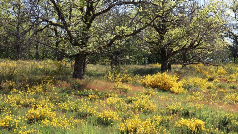Eine Wiese mit bunten gelben Blumen und großen Bäumen. Die Natur wirkt friedlich und einladend.