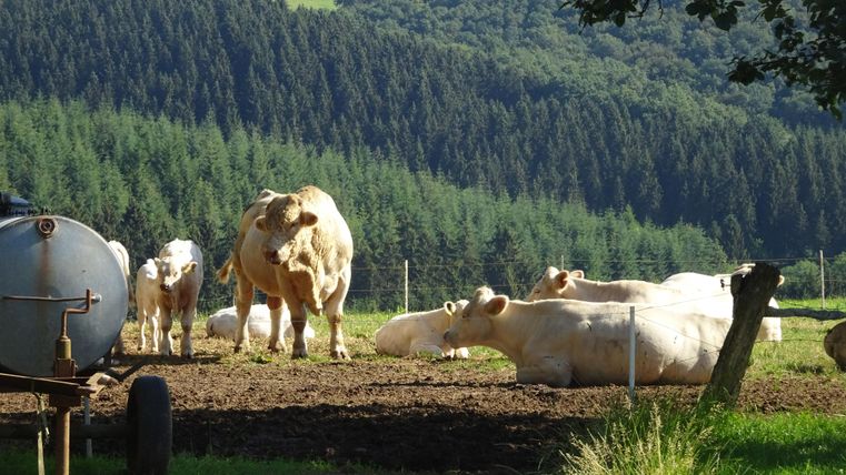 Een vredig landschap met koeien die op een weiland staan en liggen. Op de achtergrond zijn bomen en zachte heuvels te zien.