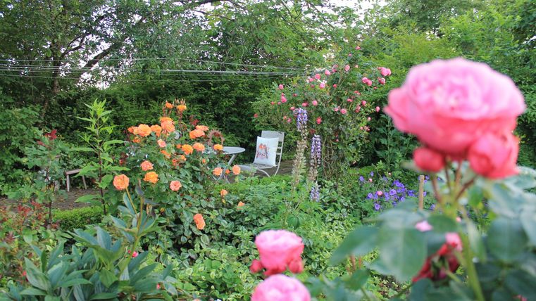 Ein schöner Garten mit bunten Rosen in verschiedenen Farben. Im Hintergrund steht ein Stuhl zwischen den Blumen.