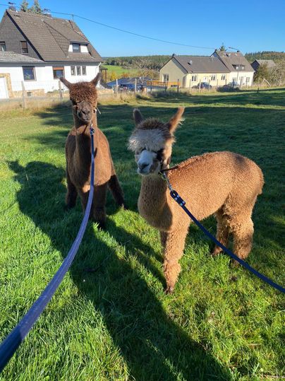 Zwei Alpakas stehen auf einer Wiese mit grünem Gras. Im Hintergrund sind Häuser und ein blauer Himmel zu sehen.