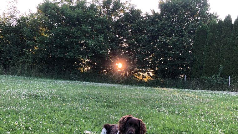 Un chien est couché sur une prairie verte. Au fond, le soleil se couche.