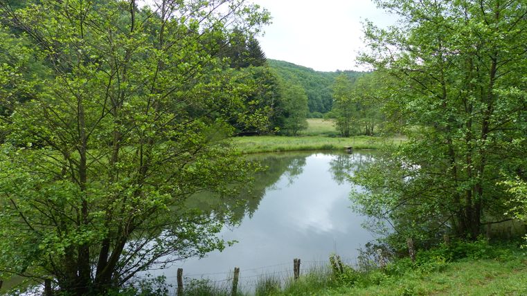 Ein kleiner Teich umgeben von grünen Bäumen und Wiesen am Irsenpfad.