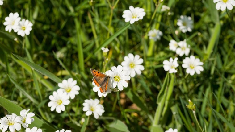 Ein Schmetterling sitzt auf weißen Blumen in einer grünen Wiese. Die Szene strahlt Ruhe und Naturverbundenheit aus.
