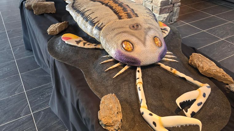 Eine große, künstlerisch gestaltete Nachbildung eines prähistorischen Meeresbewohners liegt auf einem Tisch. Umgeben von Steinen wirkt die Statue beeindruckend und einzigartig.