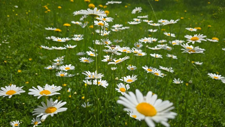 Eine Wiese voller weißer Gänseblümchen und gelber Blüten. Das Grün der Gräser umrahmt die Blumenblüten.
