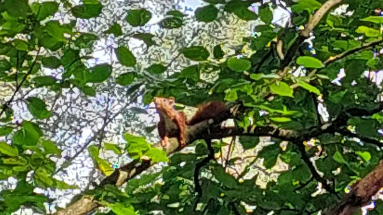 A squirrel sits on a tree branch among green leaves. The background shows more foliage and light.