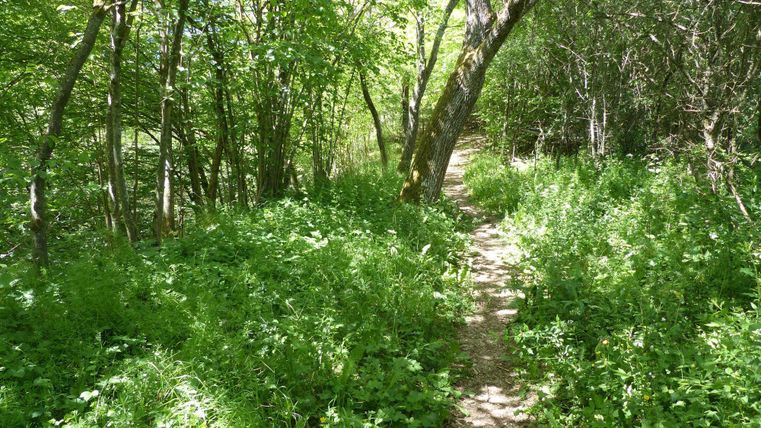 Ein schmaler Weg führt durch ein grünes Waldgebiet. Üppige Pflanzen und Bäume umrahmen den Pfad.