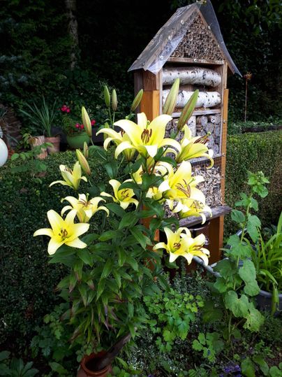 Eine Gruppe von gelben Lilien blüht vor einem Insektenhotel. Der Garten wirkt grün und einladend.