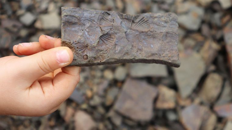 Eine Hand hält einen Fossilienstein mit deutlich sichtbaren Abdrucken. Der Hintergrund besteht aus vielen kleinen Steinen.
