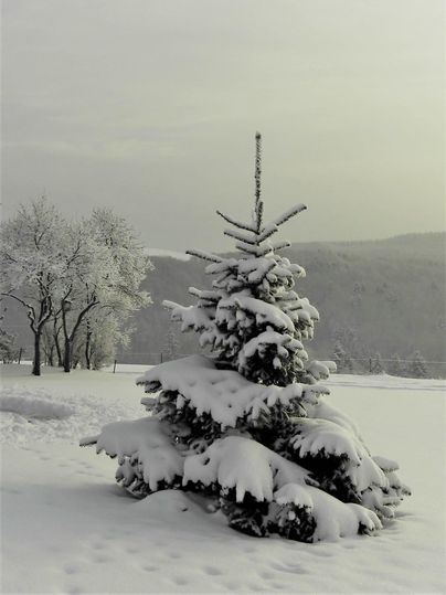 Ein schneebedeckter Tannenbaum steht in einer winterlichen Landschaft. Im Hintergrund sind kahle Bäume und sanfte Hügel zu sehen.
