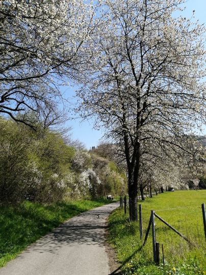 Ein blühender Baum entlang eines Radwegs bei sonnigem Wetter.