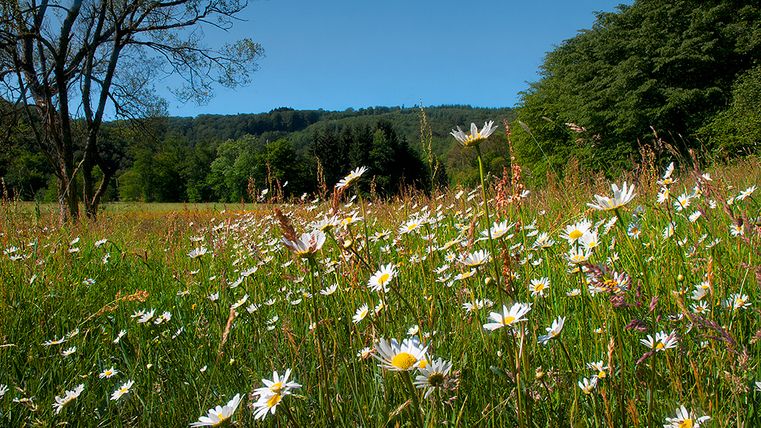Blühende Gänseblümchen auf einer Wiese mit Bäumen und Wald im Hintergrund.
