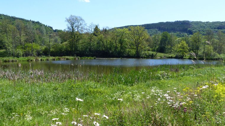 Hinter einer blühenden Wiese der Stausee und die weitere Umgebung bei Sonnenschein