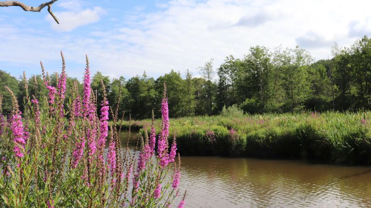 Ein malerischer Teich umgeben von grünen Wiesen und bunten blühenden Pflanzen. Der Himmel ist klar und die Natur wirkt friedlich.