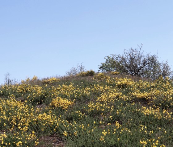 Ginsterheiden im Irsental, &copy; Tourist-Information Islek