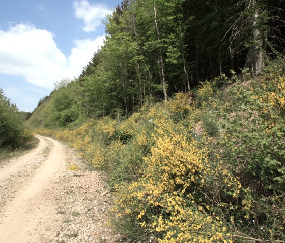 Gorse by the wayside, &copy; Harald Geimer